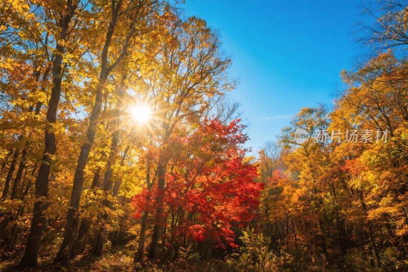 秋日林间阳光美景