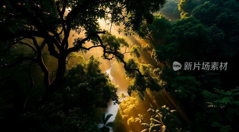阳光下的森林秘境