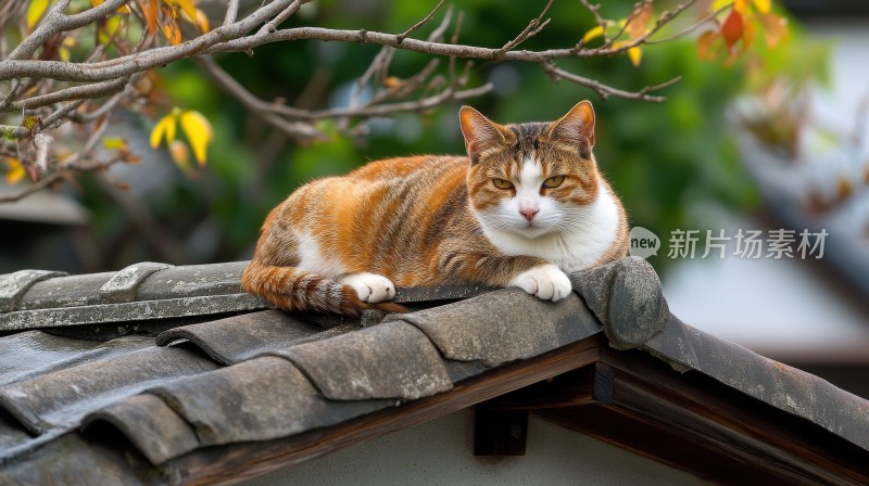 屋顶上的猫