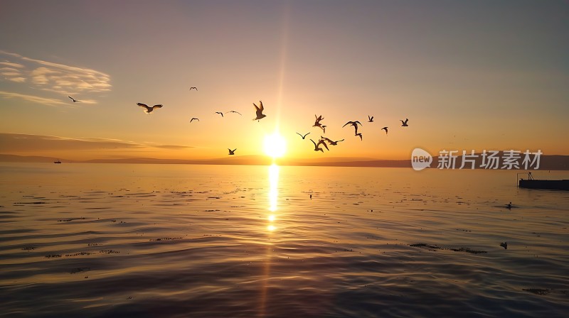 海鸥翱翔日落时分的海洋