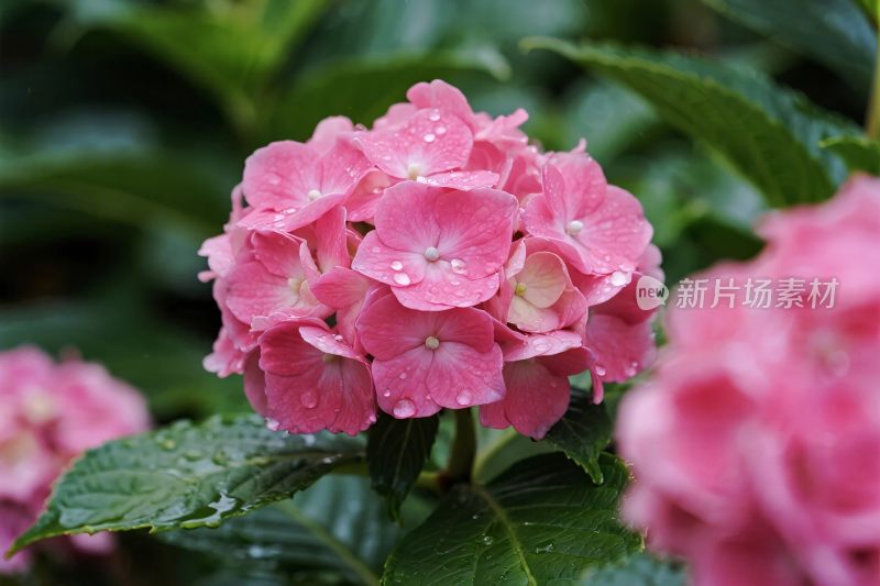 粉色绣球花特写