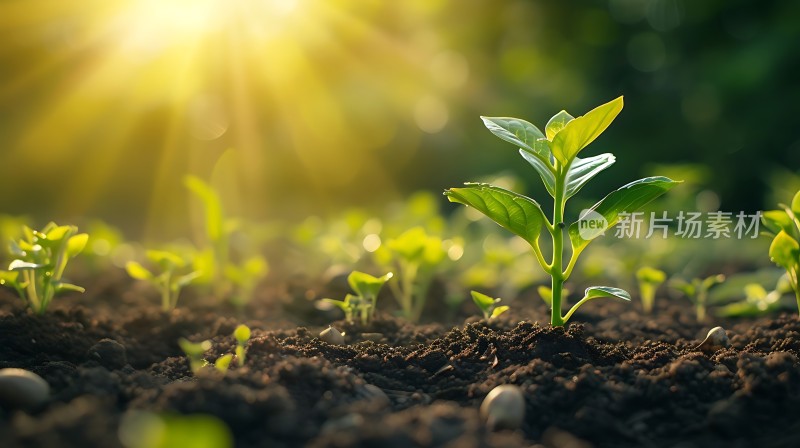 阳光下的幼苗成长
