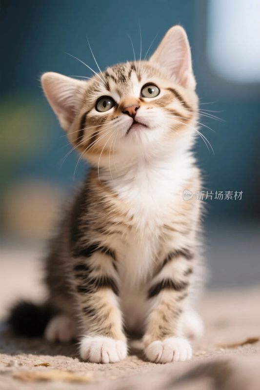 可爱小猫特写图