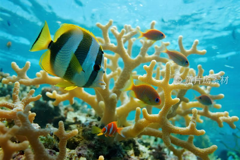 海底珊瑚与热带鱼