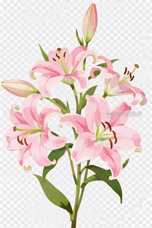 粉色百合花插画