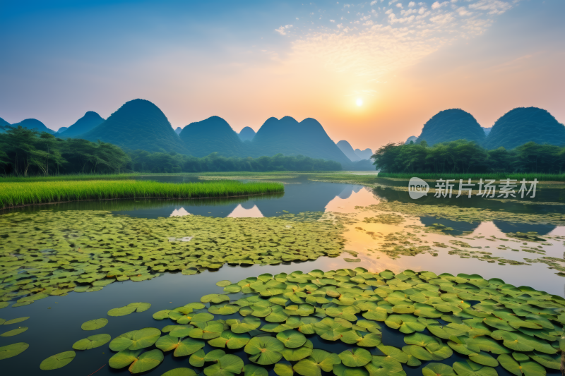 湖景百合花坛和山脉高清风景风光图片