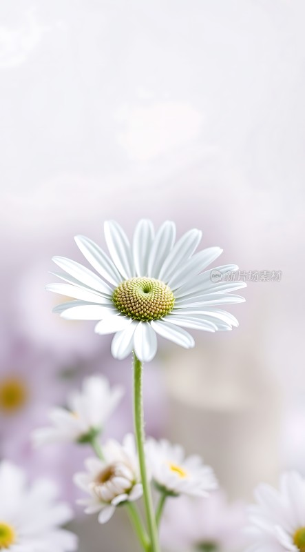 白色雏菊绽放清新自然之美