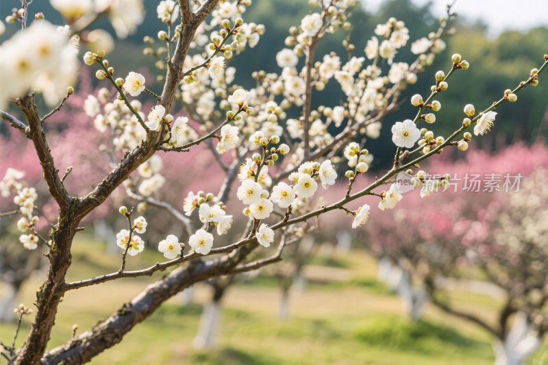 春日樱花树林风光