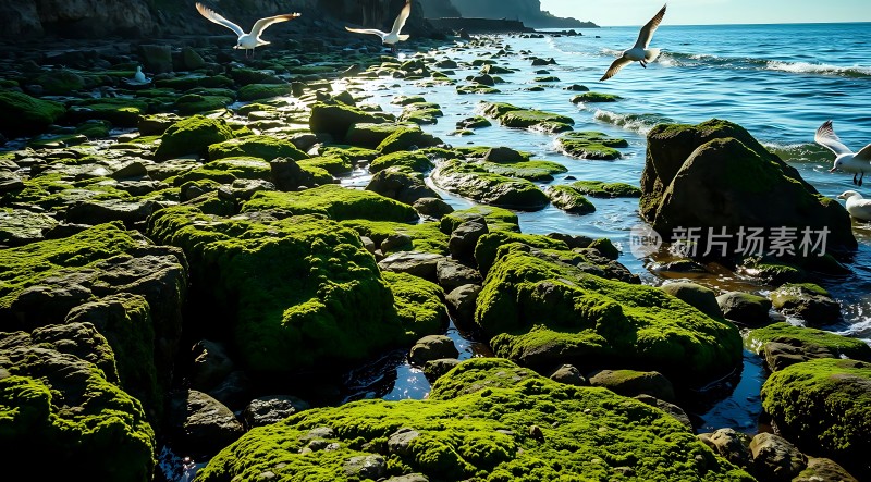 阳光下的海鸥与岩石