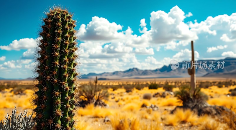 沙漠绿洲下的坚韧生命