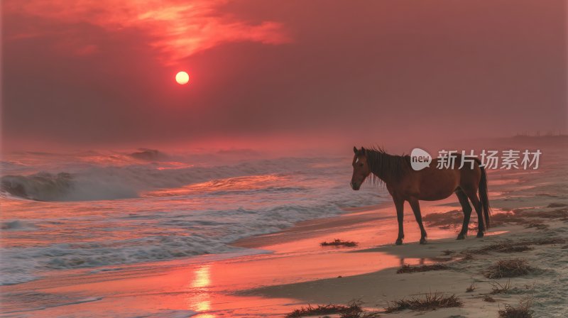 夕阳下海边的骏马