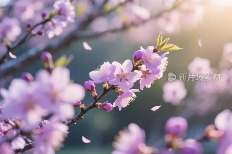 樱花绽放春日美景