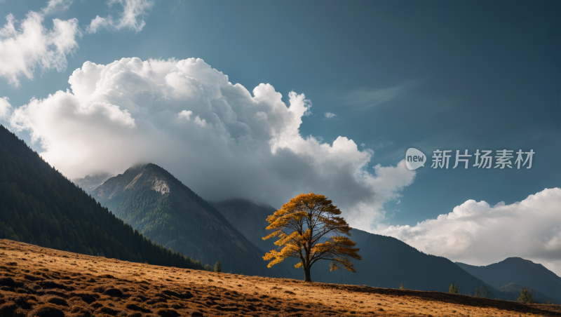 山中的一棵树风景风光高清图片