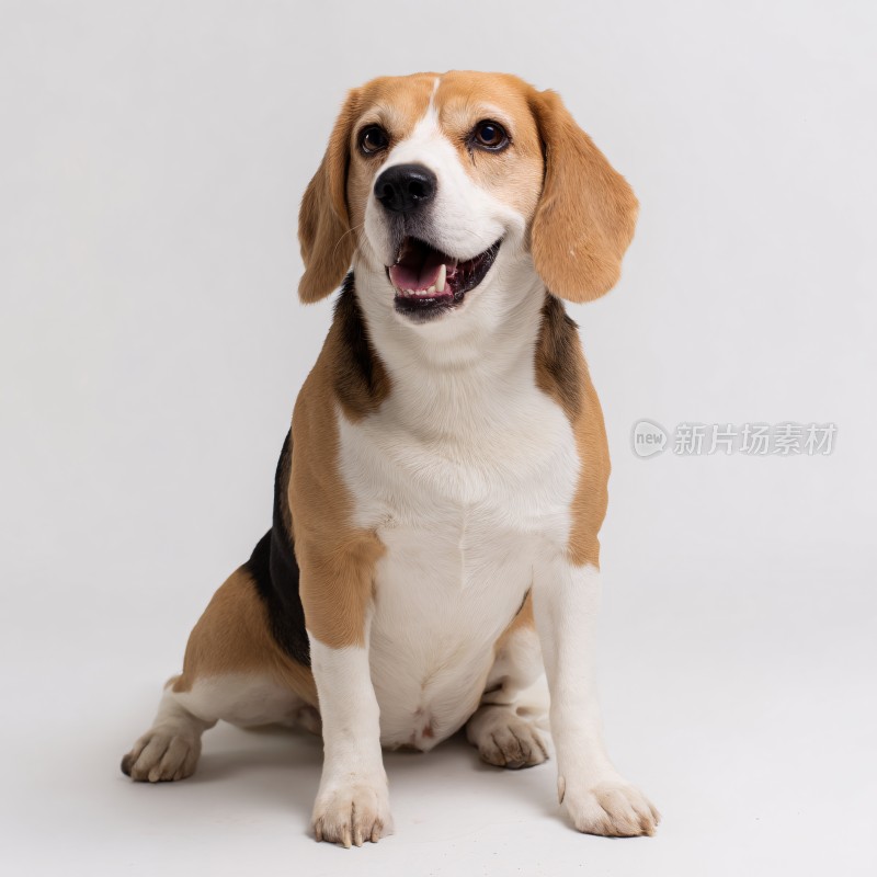 可爱比格犬正面坐姿照