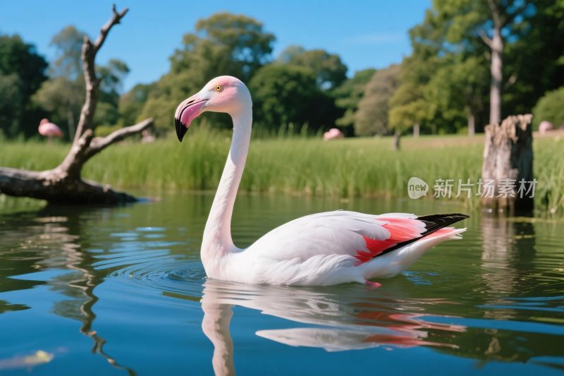 火烈鸟水域生态摄影