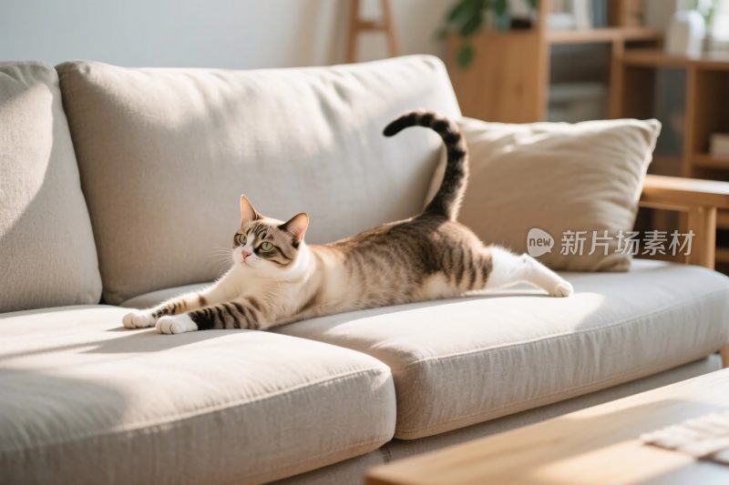 猫咪趴在沙发上