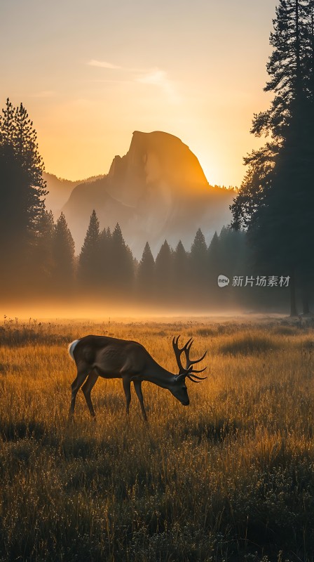 晨光中的鹿与山景