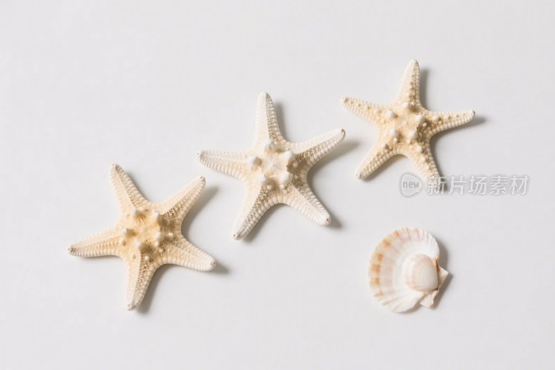 海星与海螺静物