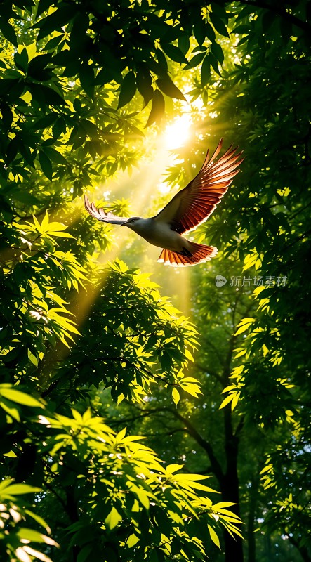 阳光下的自由飞翔