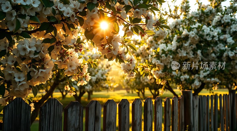 阳光下的白色花朵和木栅栏