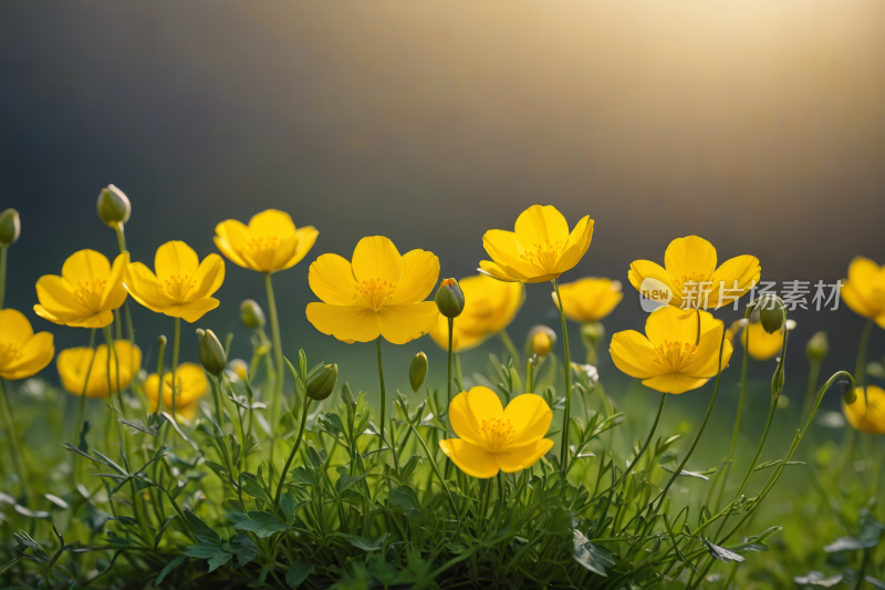 田野里的黄色花朵阳光透过云彩照耀纹理背景