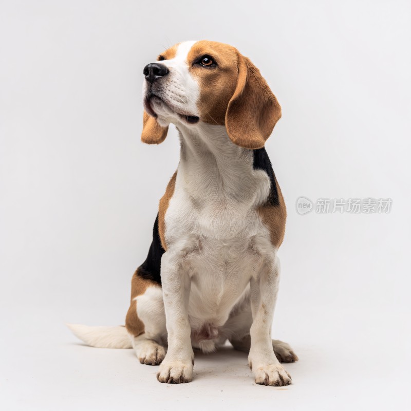 可爱比格犬宠物写真