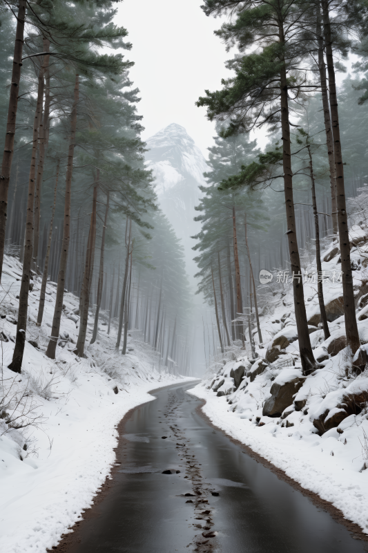 雪路树木和一座高山清插图片