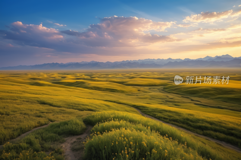 草地平原远处开着黄色的花朵和山脉高清图片