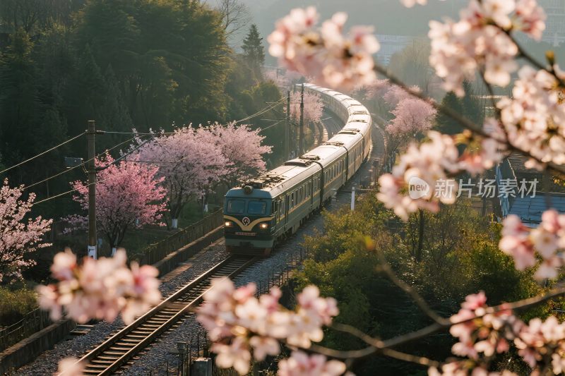 樱花列车风景摄影