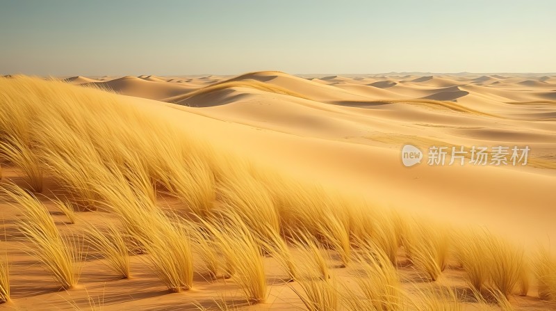 金色沙丘上的坚韧生命