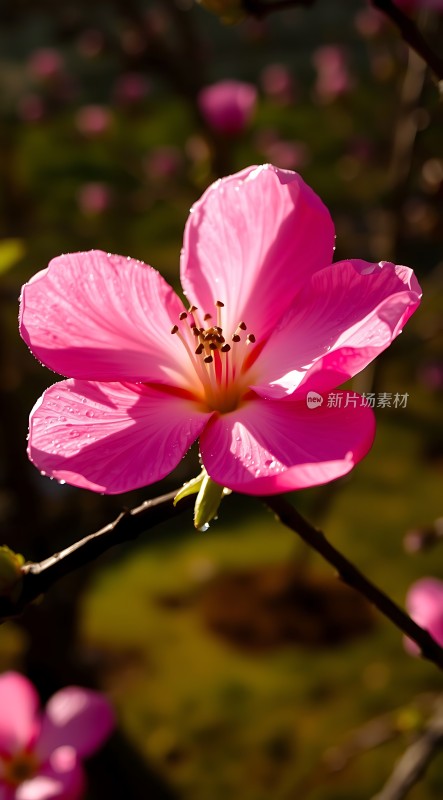 粉红桃花绽放阳光下的美丽瞬间