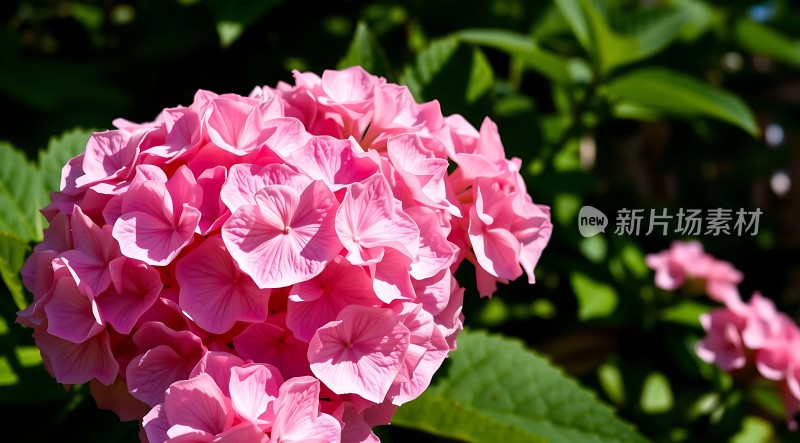 阳光下的粉色绣球花