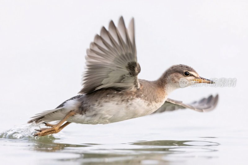 水鸟飞翔水面摄影图
