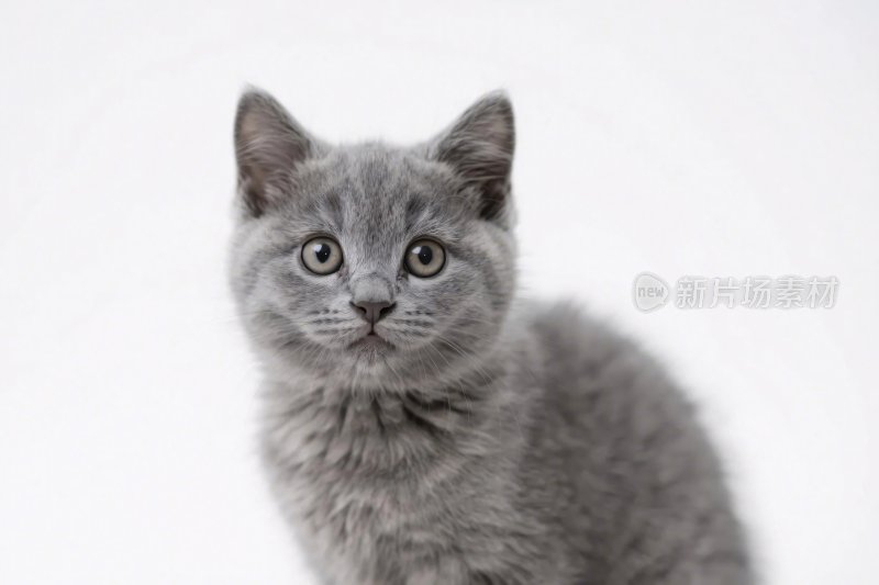 灰色小猫特写画面