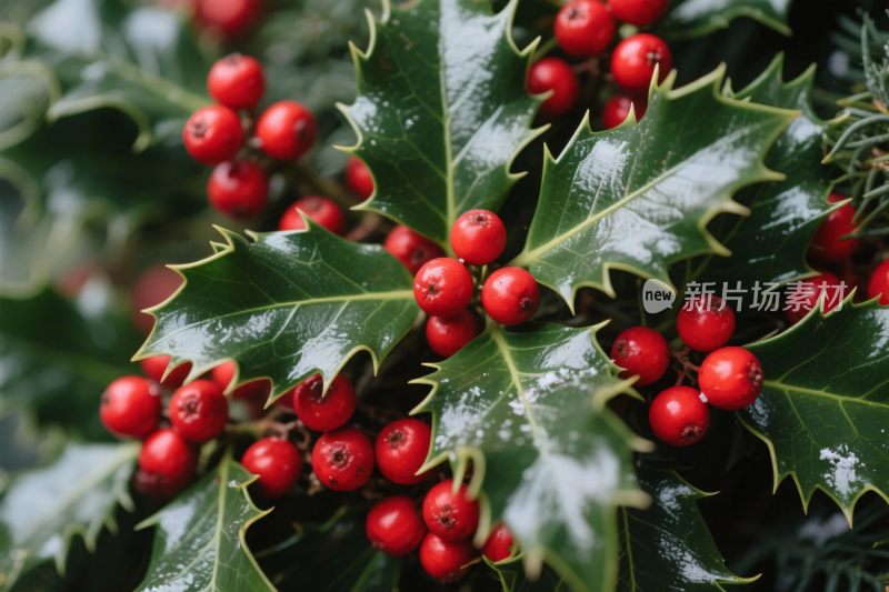 带红果的冬青叶