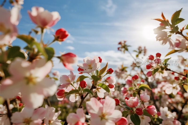 春日繁花风景图
