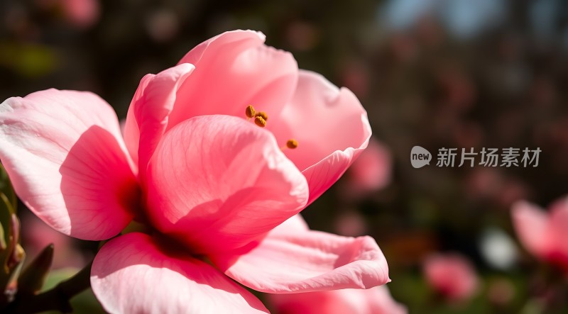粉红花朵绽放阳光下的美丽瞬间