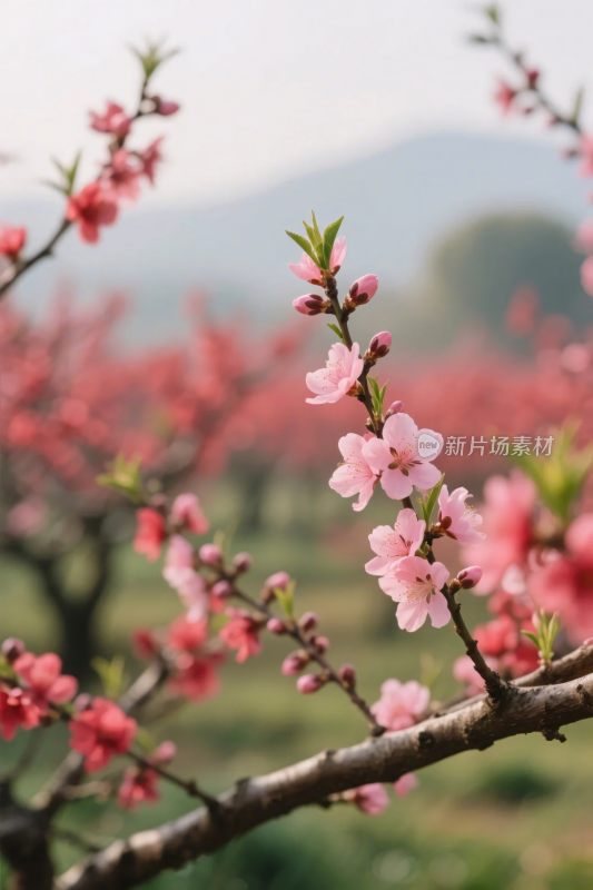 桃花枝头春景图