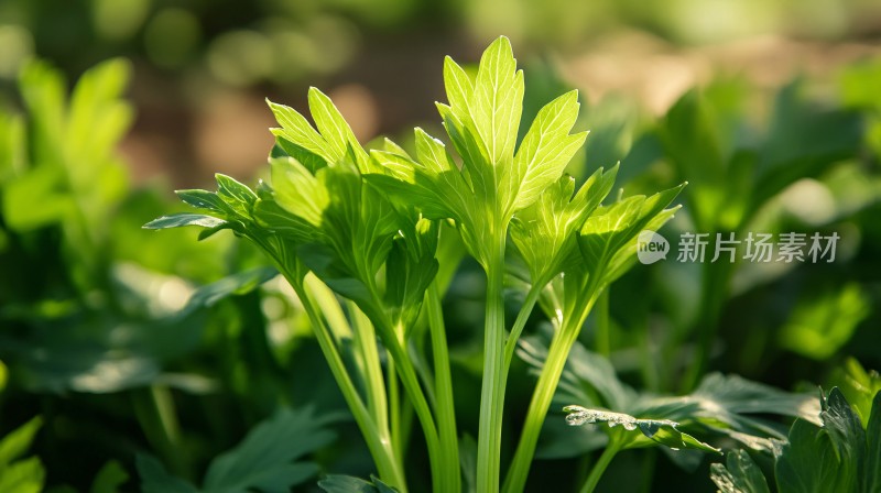 阳光下的香菜