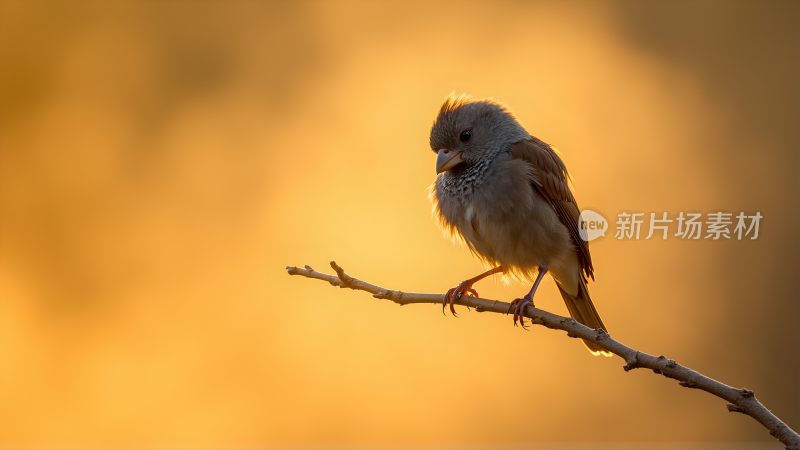 黄河入海口鸟类摄影