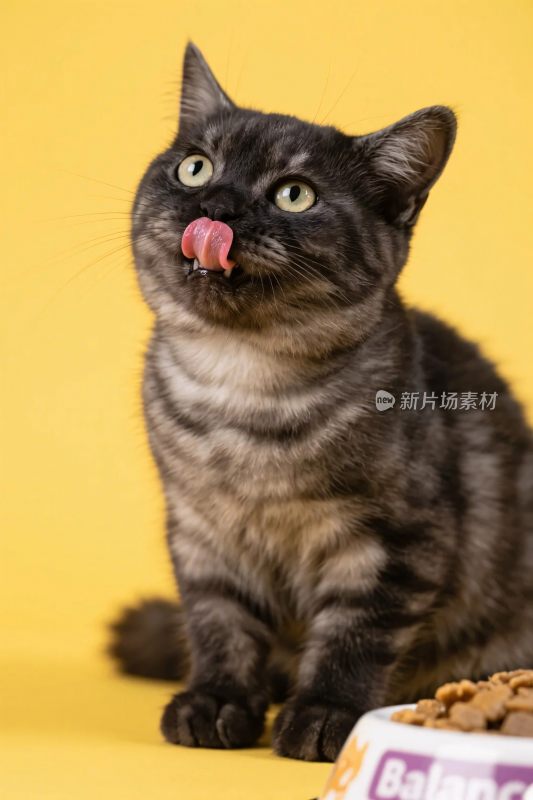 黄色背景的猫咪