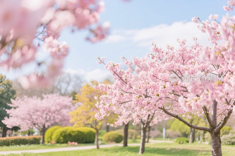 春日樱花风景图