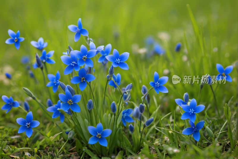 草丛中生长着许多蓝色的花朵高清图片