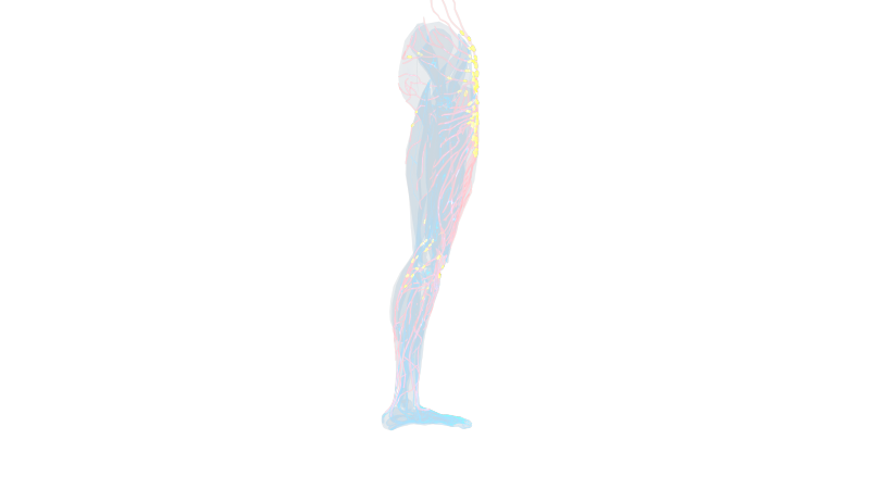 腿部淋巴淋巴结 左腿大腿小腿血管血液9