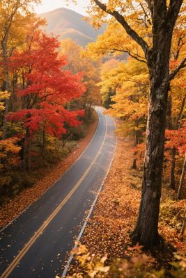 秋日林间蜿蜒公路美景