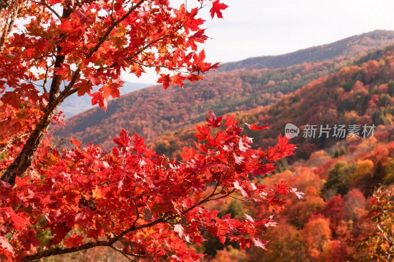 秋季山林红叶美景