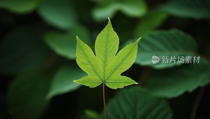 一片绿色背景的叶子风景风光高清图片