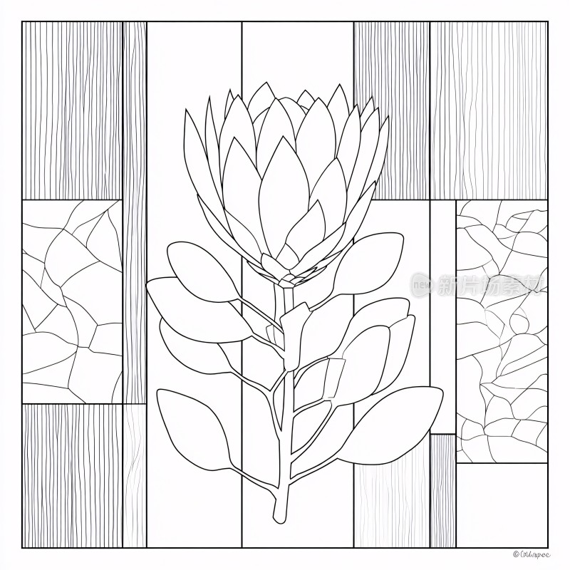 黑白线条花卉插画