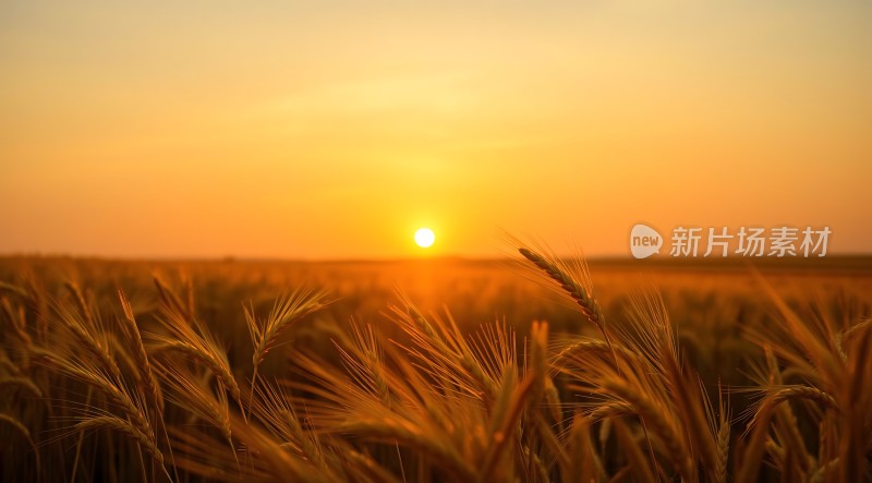 金色麦浪映夕阳