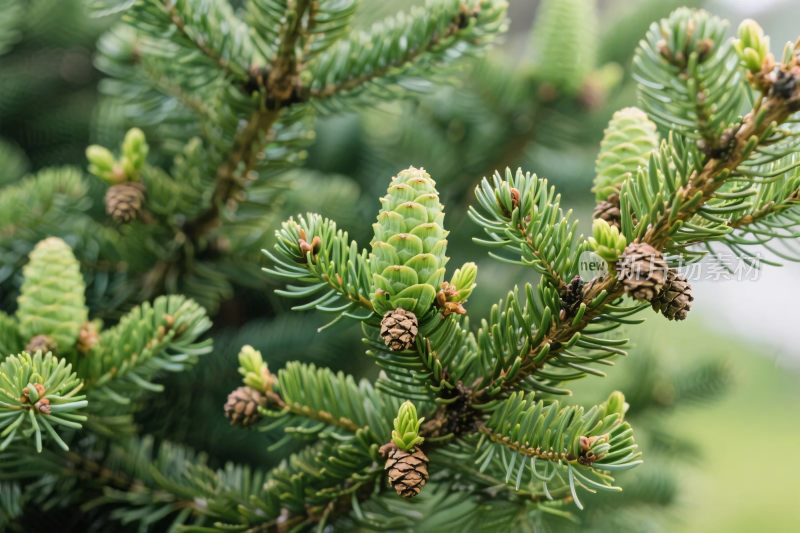 松枝松果自然风景